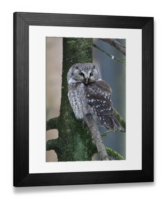 Framed Print : Boreal Owl (Aegolius funereus), Bavaria, Germany Framed Print : Boreal Owl (Aegolius funereus), Bavaria, Germany