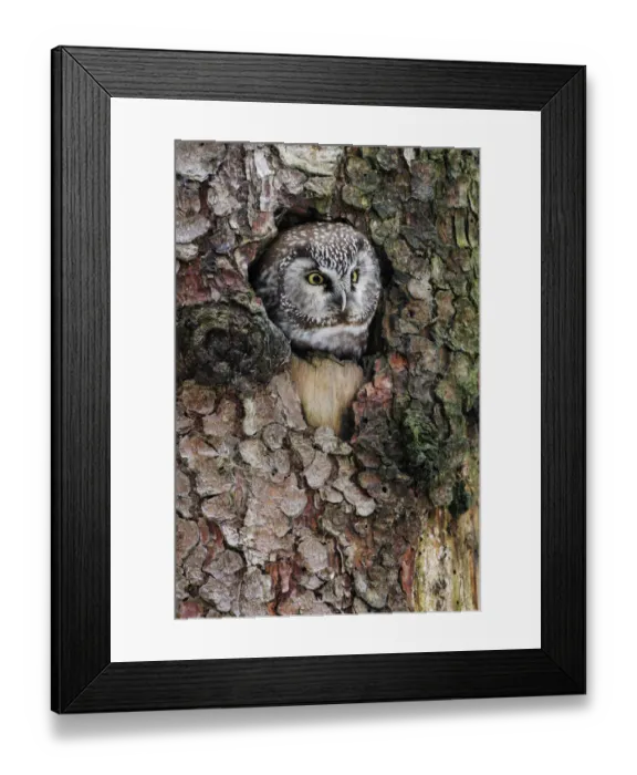 Framed Print : Boreal Owl (Aegolius funereus) peeking through hole in tree, Bavaria, Germany Framed Print : Boreal Owl (Aegolius funereus) peeking through hole in tree, Bavaria, Germany