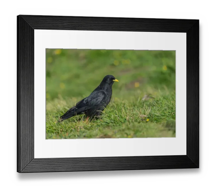 Framed Print : Alpine Chough (Pyrrhocorax graculus), Upper Austria, Austria Framed Print : Alpine Chough (Pyrrhocorax graculus), Upper Austria, Austria