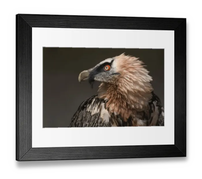 Framed Print : Bearded Vulture (Gypaetus barbatus) captive, Lower Saxony, Germany Framed Print : Bearded Vulture (Gypaetus barbatus) captive, Lower Saxony, Germany