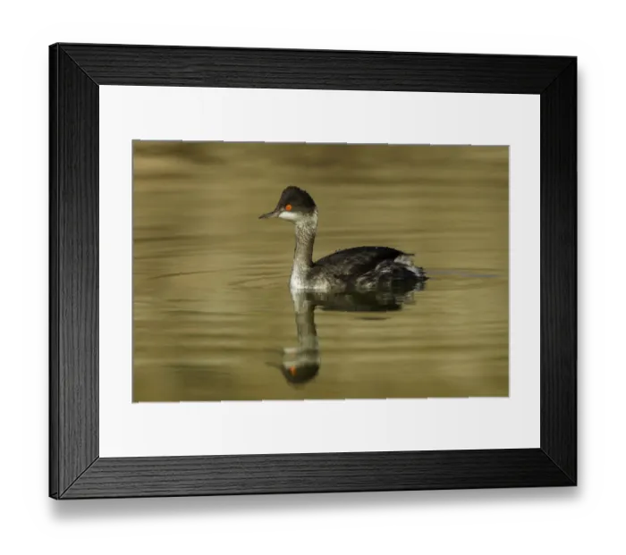 Framed Print : Black-necked Grebe (Podiceps nigricollis) in winter plumage, Arizona, USA Framed Print : Black-necked Grebe (Podiceps nigricollis) in winter plumage, Arizona, USA