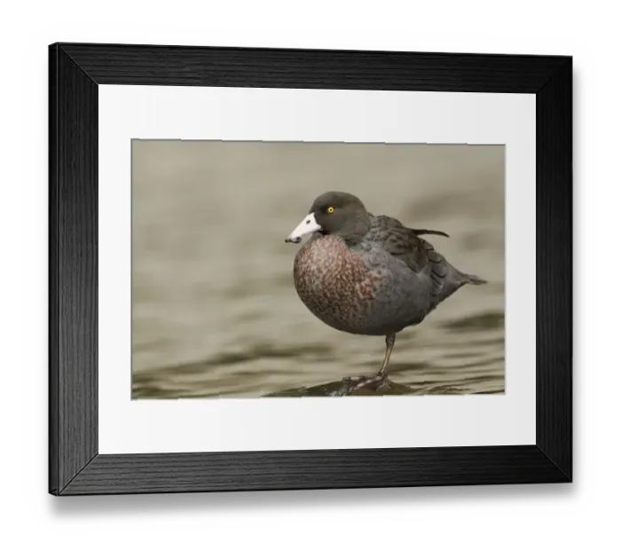Framed Print : Blue Duck (Hymenolaimus malacorhynchos), New Zealand Framed Print : Blue Duck (Hymenolaimus malacorhynchos), New Zealand