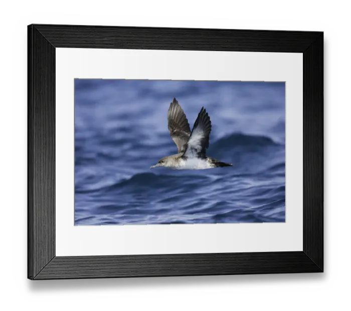 Framed Print : Black-vented Shearwater (Puffinus opisthomelas) flying, California, USA Framed Print : Black-vented Shearwater (Puffinus opisthomelas) flying, California, USA