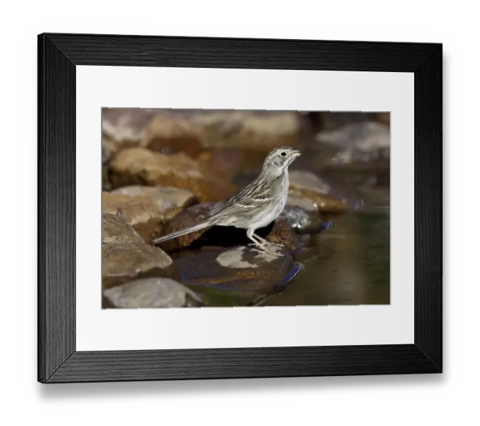 Framed Print : Brewers Sparrow (Spizella breweri), Arizona, USA Framed Print : Brewers Sparrow (Spizella breweri), Arizona, USA