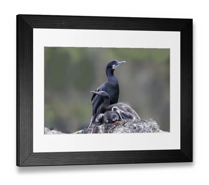 Framed Print : Brandts Cormorant (Phalacrocorax penicillatus) adult on nest with young, California Framed Print : Brandts Cormorant (Phalacrocorax penicillatus) adult on nest with young, California