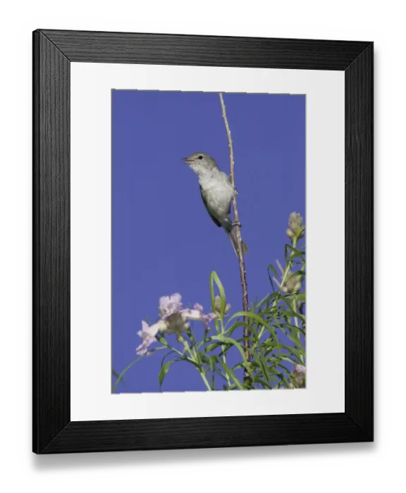 Framed Print : Bells Vireo (Vireo bellii arizonae) male singing, Arizona, USA Framed Print : Bells Vireo (Vireo bellii arizonae) male singing, Arizona, USA