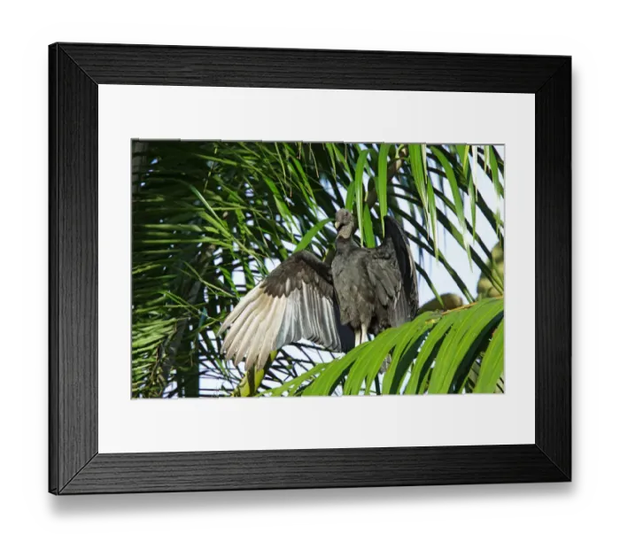 Framed Print : Black Vulture (Coragyps atratus) adult roosting in early morning, Golfito, Costa Rica Framed Print : Black Vulture (Coragyps atratus) adult roosting in early morning, Golfito, Costa Rica