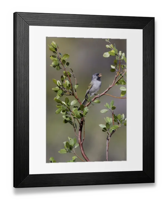 Framed Print : Black-chinned Sparrow (Spizella atrogularis) male, Arizona, USA Framed Print : Black-chinned Sparrow (Spizella atrogularis) male, Arizona, USA