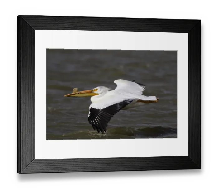 Framed Print : American White Pelican (Pelecanus erythrorhynchos) flying, California, USA Framed Print : American White Pelican (Pelecanus erythrorhynchos) flying, California, USA