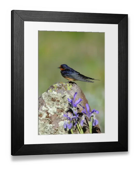 Framed Print : Barn Swallow (Hirundo rustica), Arizona, USA