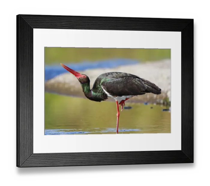 Framed Print : Black Stork (Ciconia nigra) foraging, Greece Framed Print : Black Stork (Ciconia nigra) foraging, Greece
