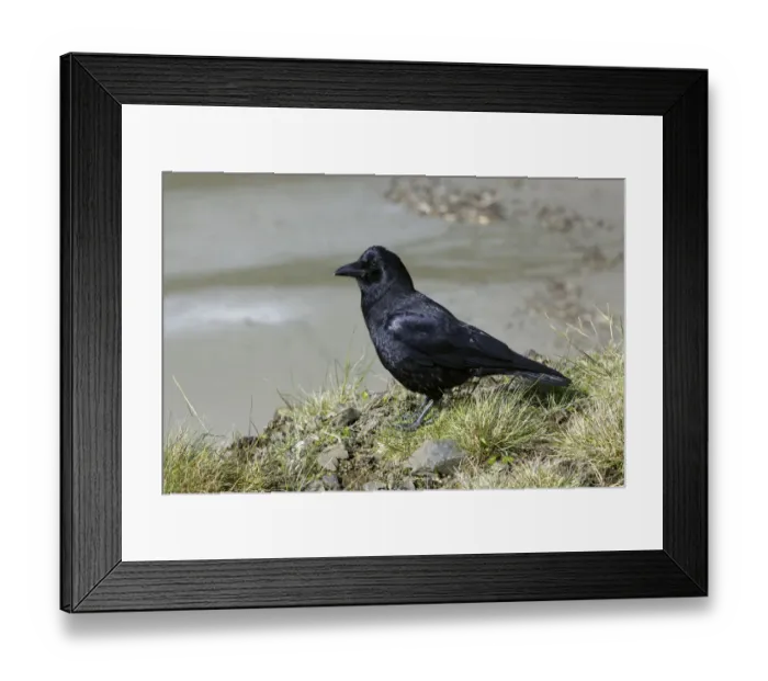 Framed Print : American Crow (Corvus brachyrhynchos), Oregon, USA Framed Print : American Crow (Corvus brachyrhynchos), Oregon, USA