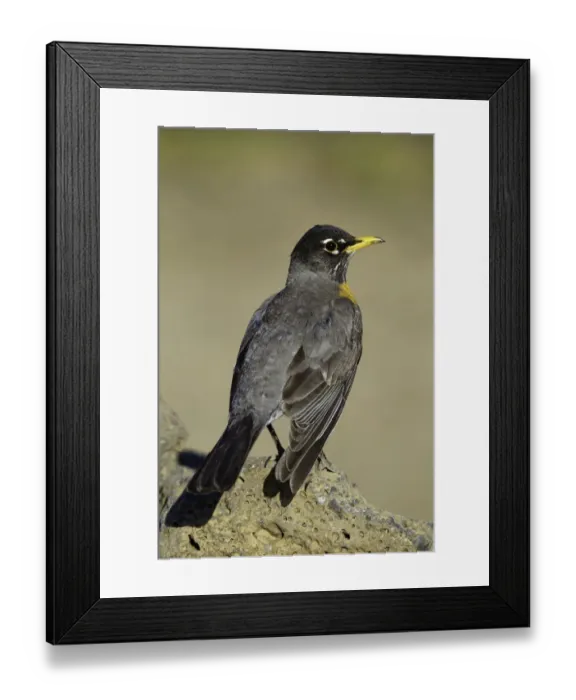 Framed Print : American Robin (Turdus migratorius) male, Oregon, USA Framed Print : American Robin (Turdus migratorius) male, Oregon, USA