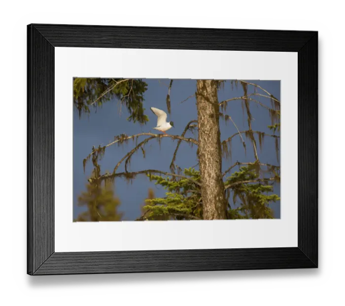 Framed Print : Bonapartes Gull (Chroicocephalus philadelphia), British Columbia, Canada Framed Print : Bonapartes Gull (Chroicocephalus philadelphia), British Columbia, Canada