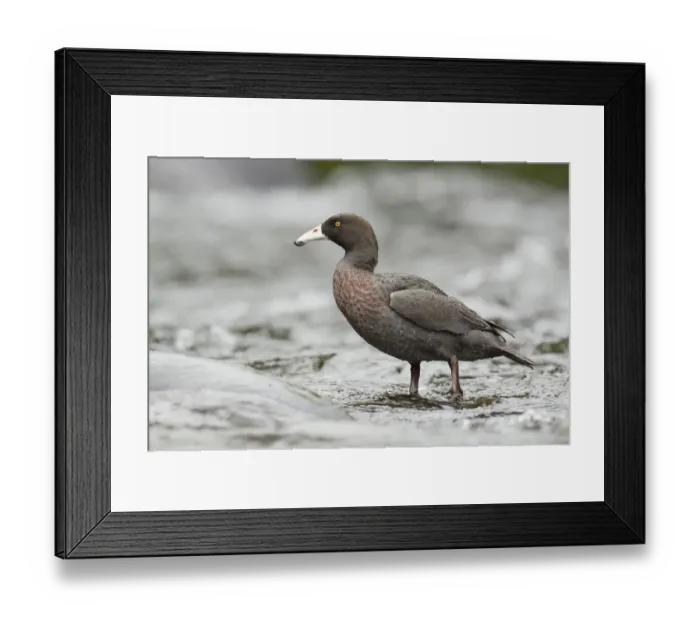 Framed Print : Blue Duck (Hymenolaimus malacorhynchos), New Zealand Framed Print : Blue Duck (Hymenolaimus malacorhynchos), New Zealand