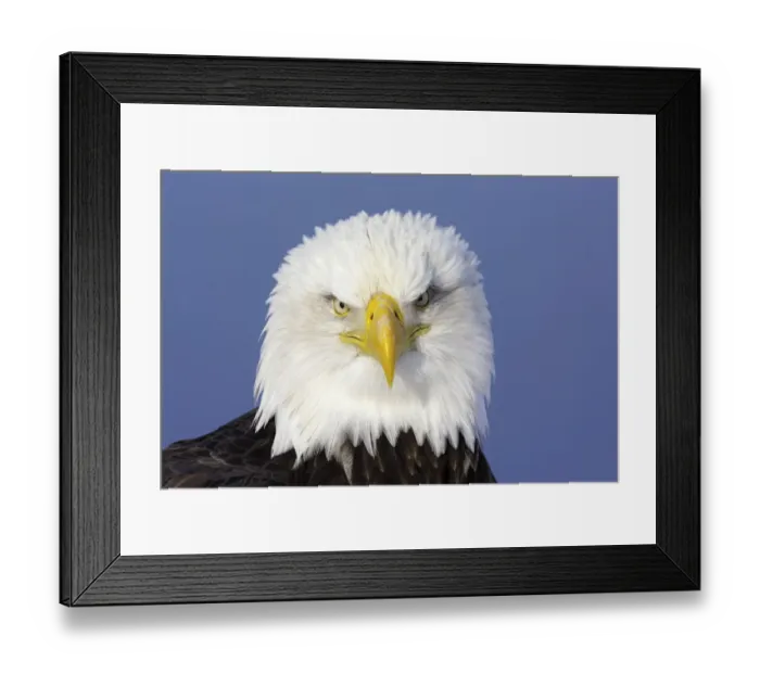 Framed Print : Bald Eagle (Haliaeetus leucocephalus), Alaska, USA Framed Print : Bald Eagle (Haliaeetus leucocephalus), Alaska, USA