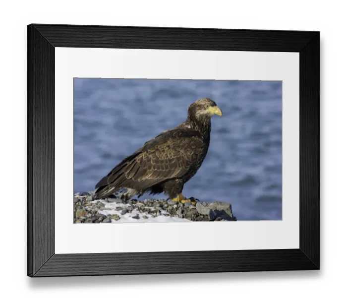 Framed Print : Bald Eagle (Haliaeetus leucocephalus) juvenile, Alaska, USA Framed Print : Bald Eagle (Haliaeetus leucocephalus) juvenile, Alaska, USA
