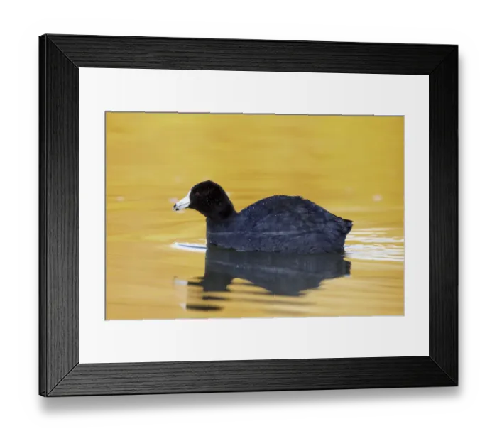 Framed Print : American Coot (Fulica americana) adult at dawn, Arizona, USA Framed Print : American Coot (Fulica americana) adult at dawn, Arizona, USA
