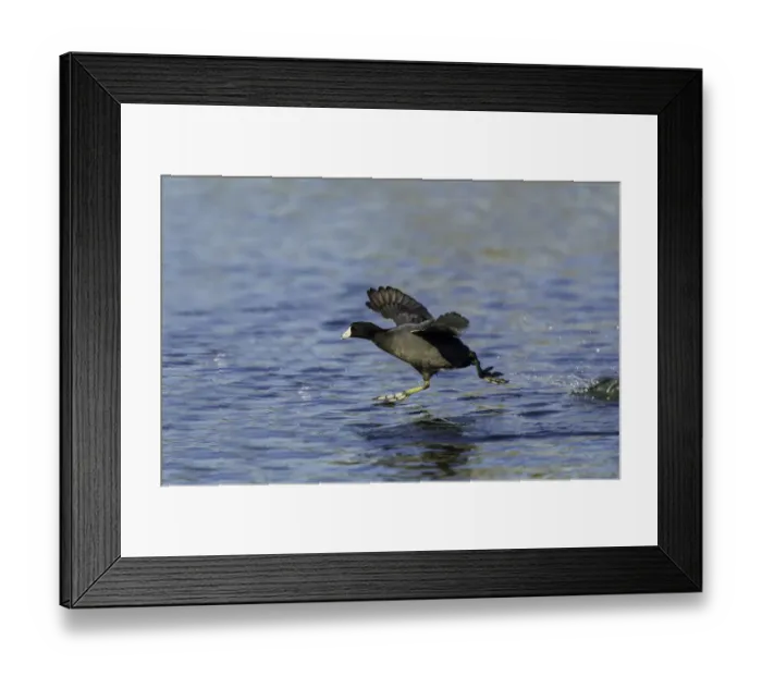 Framed Print : American Coot (Fulica americana) running to take flight, Arizona, USA
