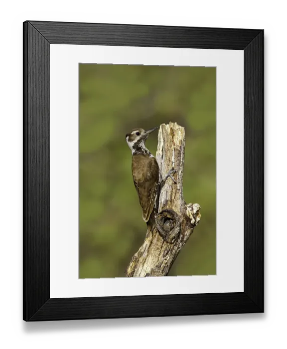 Framed Print : Arizona Woodpecker (Leuconotopicus arizonae) female, Arizona, USA Framed Print : Arizona Woodpecker (Leuconotopicus arizonae) female, Arizona, USA