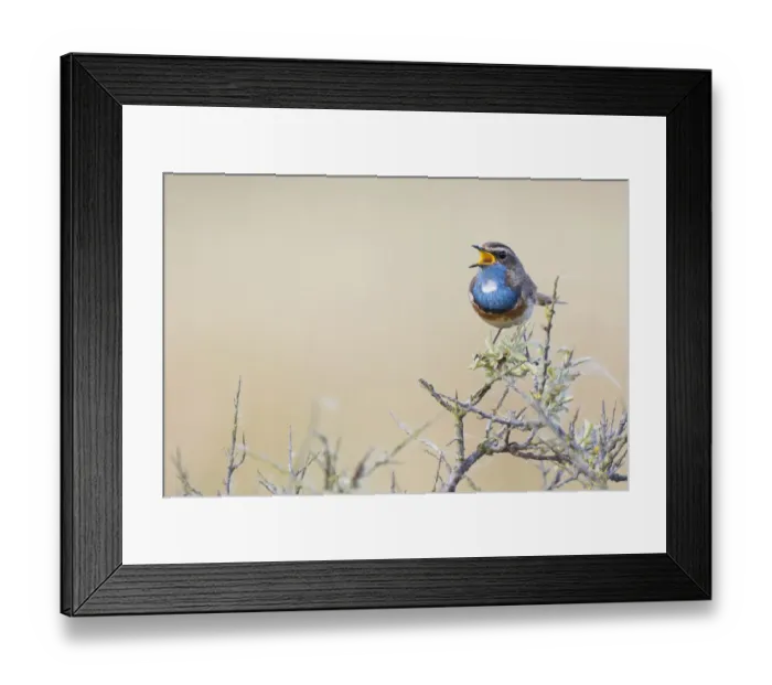 Framed Print : Bluethroat (Luscinia svecica cyanecula) male singing, Texel, The Netherlands Framed Print : Bluethroat (Luscinia svecica cyanecula) male singing, Texel, The Netherlands