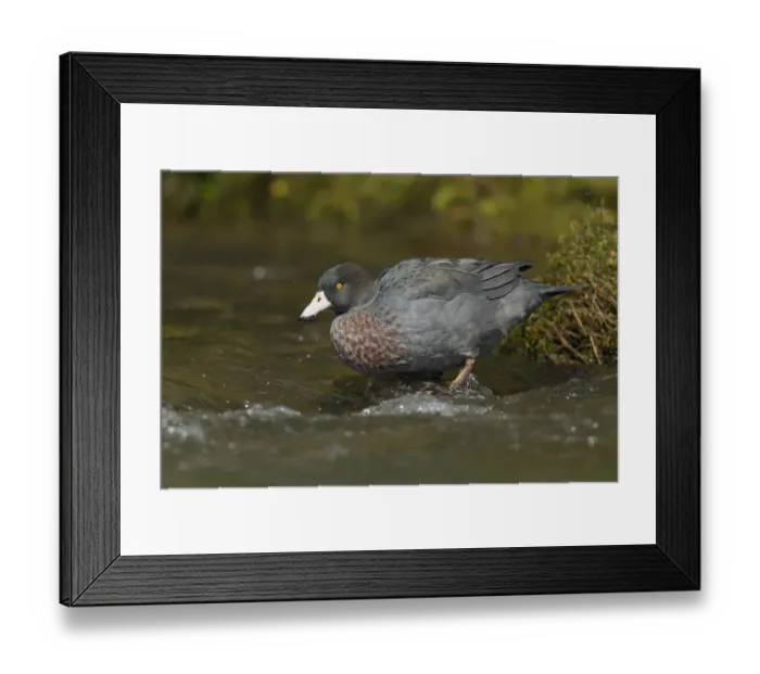 Framed Print : Blue Duck (Hymenolaimus malacorhynchos) female, North Island, New Zealand Framed Print : Blue Duck (Hymenolaimus malacorhynchos) female, North Island, New Zealand