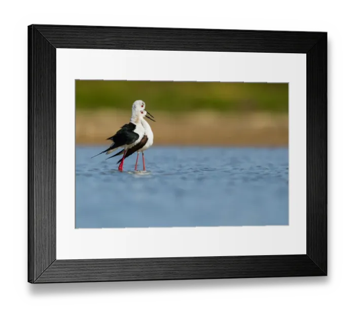 Framed Print : Black-winged Stilt (Himantopus himantopus) pair, Asturias, Spain Framed Print : Black-winged Stilt (Himantopus himantopus) pair, Asturias, Spain
