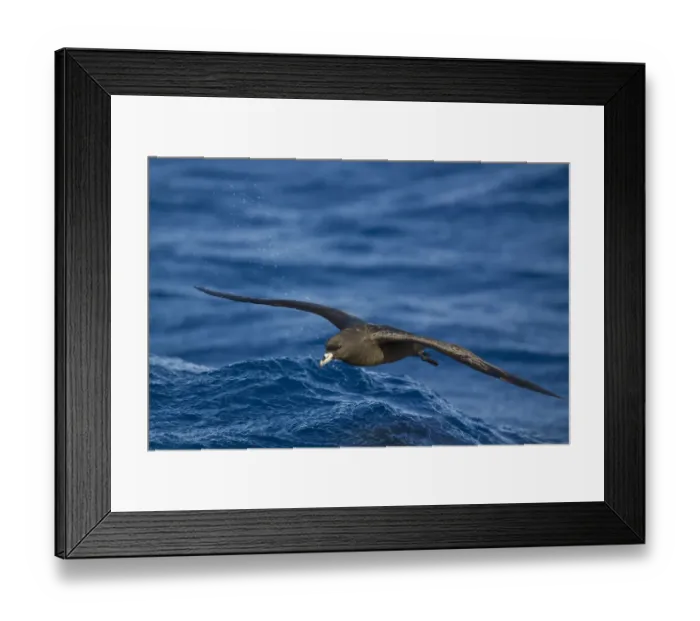 Framed Print : Black Petrel (Procellaria parkinsoni) flying, New Zealand Framed Print : Black Petrel (Procellaria parkinsoni) flying, New Zealand