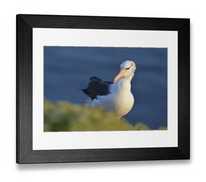 Framed Print : Black-browed Albatross (Thalassarche melanophris), Schleswig-Holstein, Germany Framed Print : Black-browed Albatross (Thalassarche melanophris), Schleswig-Holstein, Germany
