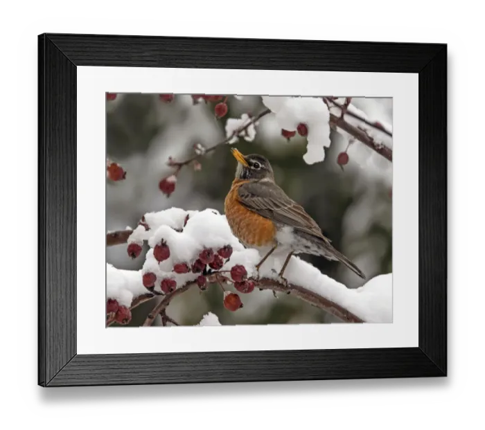 Framed Print : American Robin (Turdus migratorius) perched on a snowy branch, Saskatchewan, Canada Framed Print : American Robin (Turdus migratorius) perched on a snowy branch, Saskatchewan, Canada