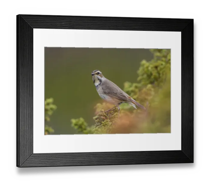 Framed Print : Bluethroat (Luscinia svecica svecica) female, Dovrefjell, Norway Framed Print : Bluethroat (Luscinia svecica svecica) female, Dovrefjell, Norway