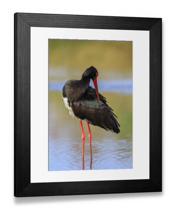 Framed Print : Black Stork (Ciconia nigra), Greece Framed Print : Black Stork (Ciconia nigra), Greece