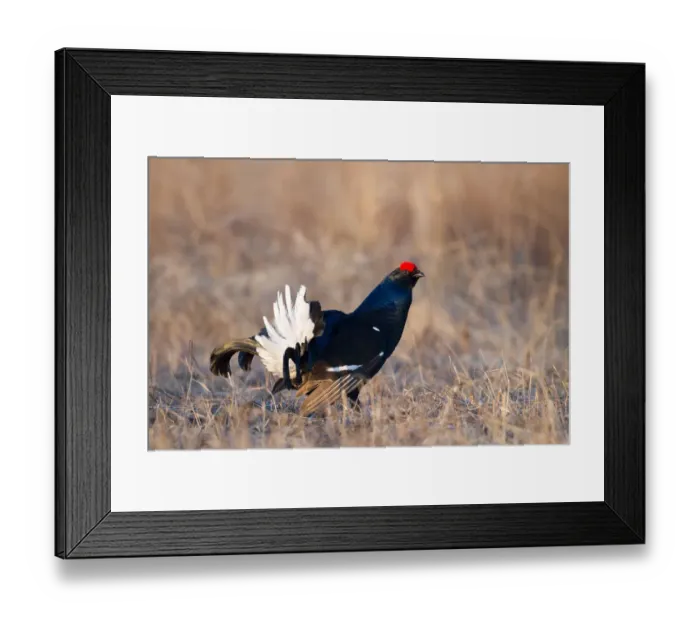 Framed Print : Black Grouse (Lyrurus tetrix) male, Nizhegorodskaya, Russia Framed Print : Black Grouse (Lyrurus tetrix) male, Nizhegorodskaya, Russia