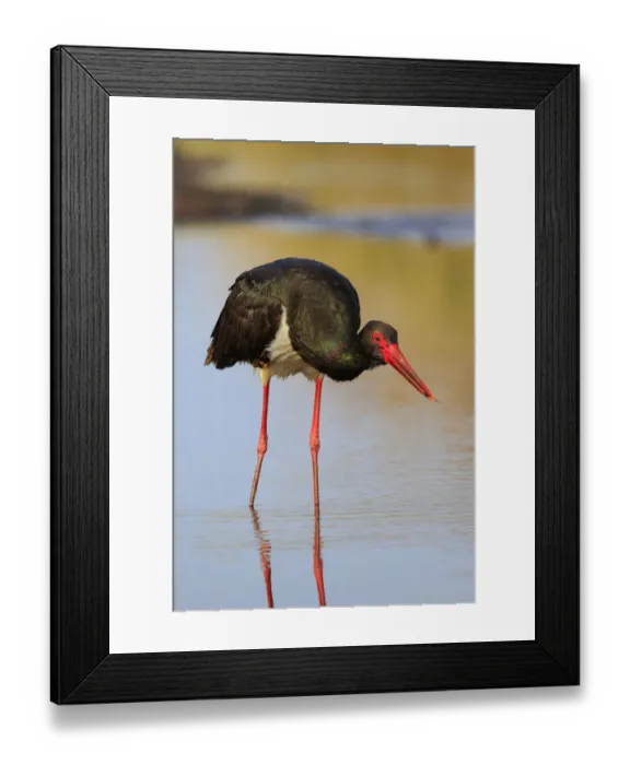 Framed Print : Black Stork (Ciconia nigra) foraging, Greece Framed Print : Black Stork (Ciconia nigra) foraging, Greece