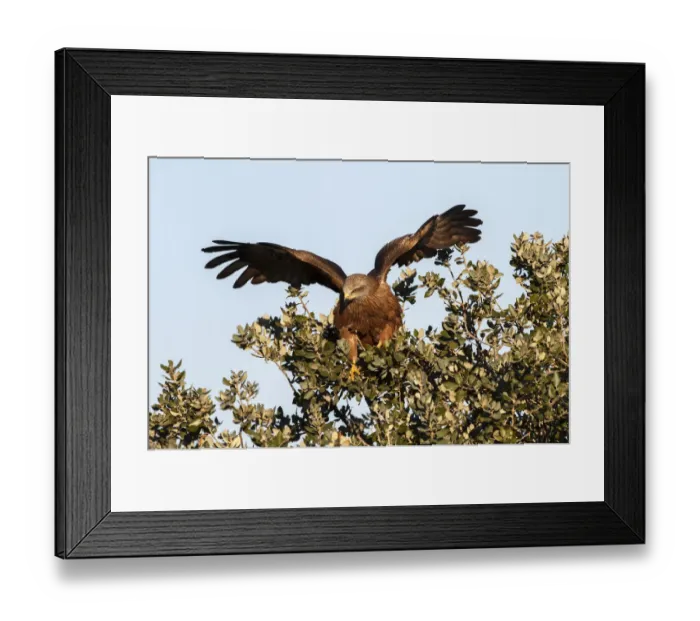 Framed Print : Black Kite (Milvus migrans), Castile-La Mancha, Spain