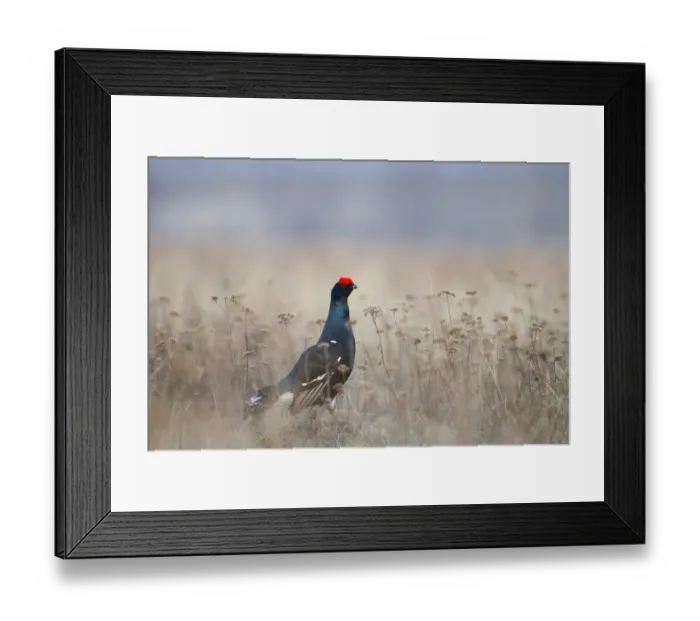 Framed Print : Black Grouse (Lyrurus tetrix) male, Nizhegorodskaya, Russia Framed Print : Black Grouse (Lyrurus tetrix) male, Nizhegorodskaya, Russia