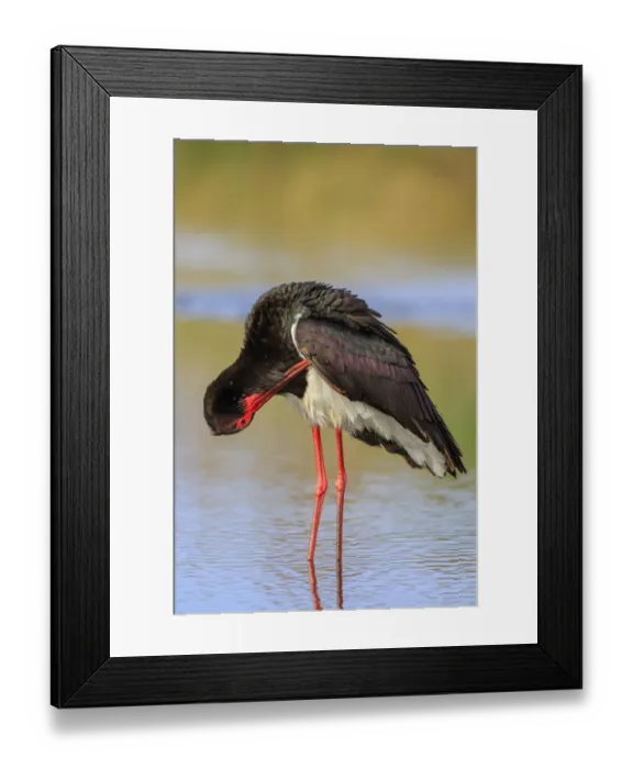 Framed Print : Black Stork (Ciconia nigra) preening, Greece