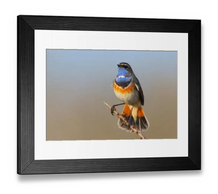 Framed Print : Bluethroat (Luscinia svecica cyanecula) male, Texel, The Netherlands Framed Print : Bluethroat (Luscinia svecica cyanecula) male, Texel, The Netherlands