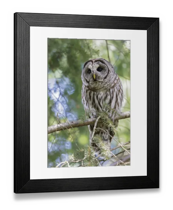 Framed Print : Barred Owl (Strix varia) perched on a branch, British Columbia, Canada Framed Print : Barred Owl (Strix varia) perched on a branch, British Columbia, Canada