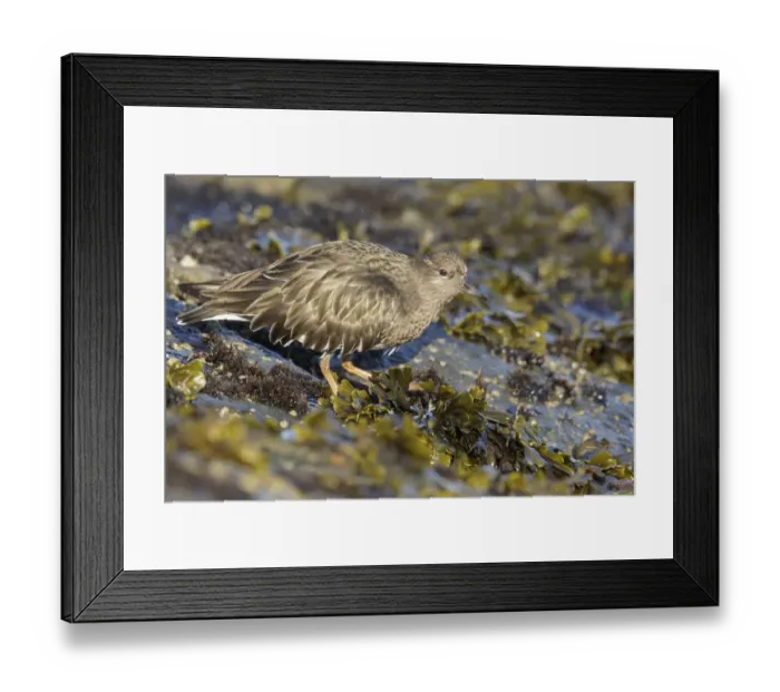Framed Print : Black Turnstone (Arenaria melanocephala) feeding along the shoreline, British Columbia Framed Print : Black Turnstone (Arenaria melanocephala) feeding along the shoreline, British Columbia