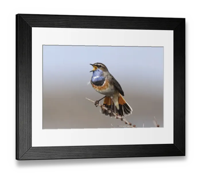 Framed Print : Bluethroat (Luscinia svecica cyanecula) male singing, Texel, The Netherlands Framed Print : Bluethroat (Luscinia svecica cyanecula) male singing, Texel, The Netherlands