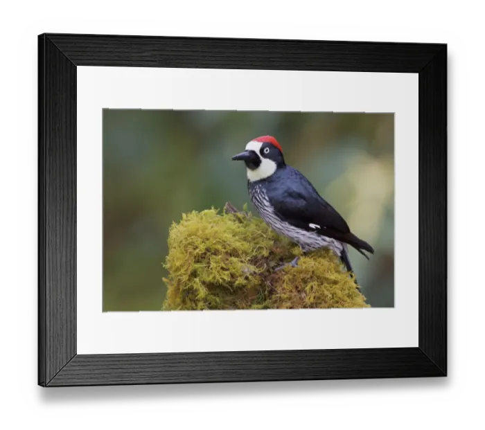 Framed Print : Acorn Woodpecker (Melanerpes formicivorus) male, Costa Rica Framed Print : Acorn Woodpecker (Melanerpes formicivorus) male, Costa Rica