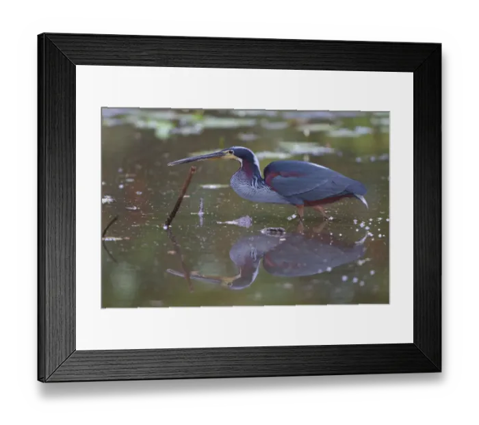 Framed Print : Agami Heron (Agamia agami), Costa Rica Framed Print : Agami Heron (Agamia agami), Costa Rica