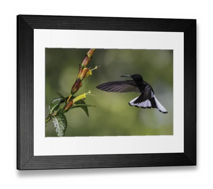 Framed Print : Black Jacobin (Florisuga fusca) flying and feeding at a flower, Atlantic rainforest Framed Print : Black Jacobin (Florisuga fusca) flying and feeding at a flower, Atlantic rainforest
