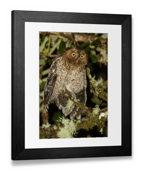 Framed Print : Bare-shanked Screech Owl (Megascops clarkii), Costa Rica Framed Print : Bare-shanked Screech Owl (Megascops clarkii), Costa Rica