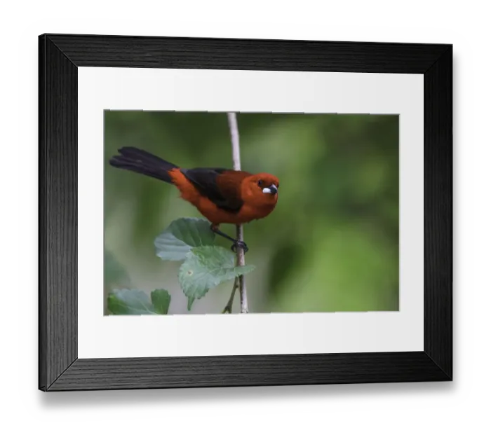 Framed Print : Brazilian Tanager (Ramphocelus bresilia) male perched on a branch, Atlantic rainforest Framed Print : Brazilian Tanager (Ramphocelus bresilia) male perched on a branch, Atlantic rainforest