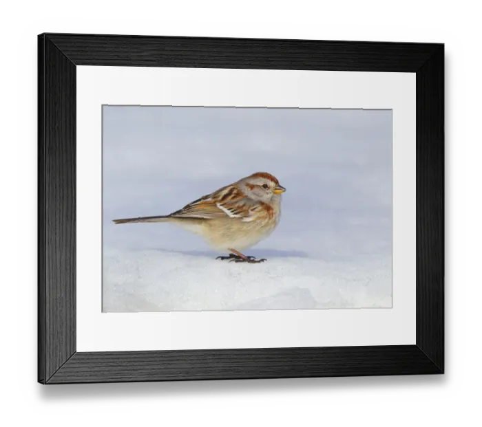 Framed Print : American Tree Sparrow (Spizelloides arborea), Ohio, USA