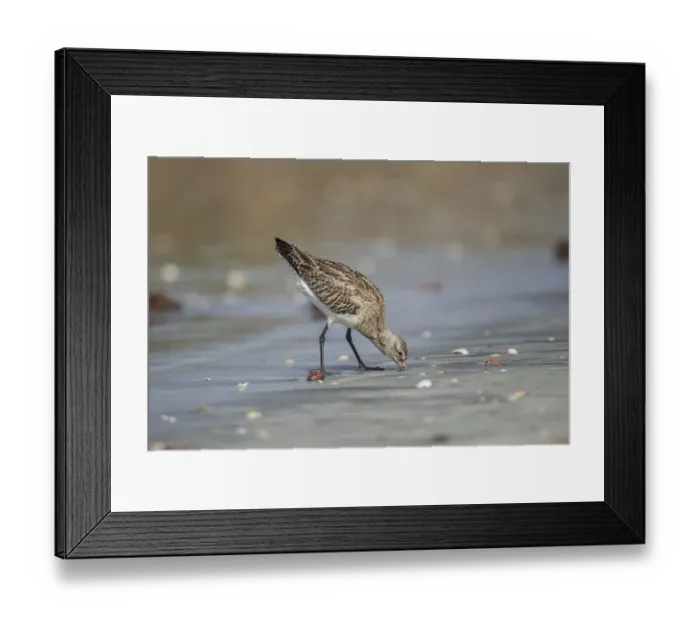 Framed Print : Bar-tailed Godwit (Limosa lapponica) foraging, Gambia Framed Print : Bar-tailed Godwit (Limosa lapponica) foraging, Gambia