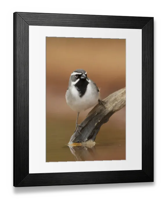 Framed Print : Black-throated Sparrow (Amphispiza bilineata), Texas, USA