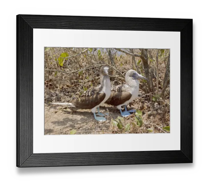 Framed Print : Blue-footed Booby (Sula nebouxii), Ecuador Framed Print : Blue-footed Booby (Sula nebouxii), Ecuador